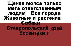 Щенки мопса только мега-ответственным людям - Все города Животные и растения » Собаки   . Ставропольский край,Ессентуки г.